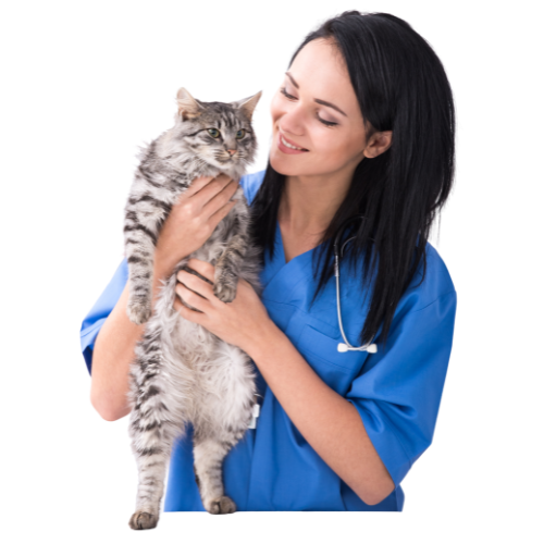 Banner For Ground Image.